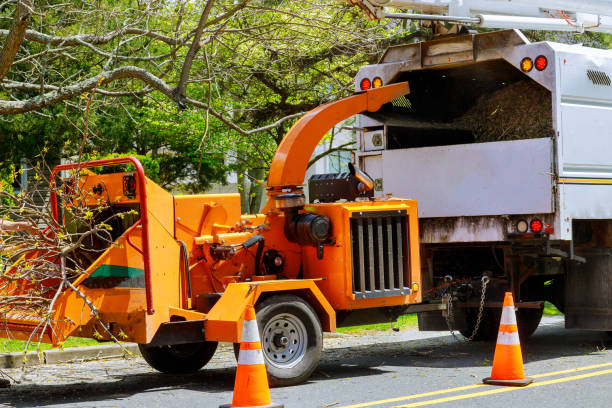 Best Arborist Services Near Me  in Cave Spring, VA